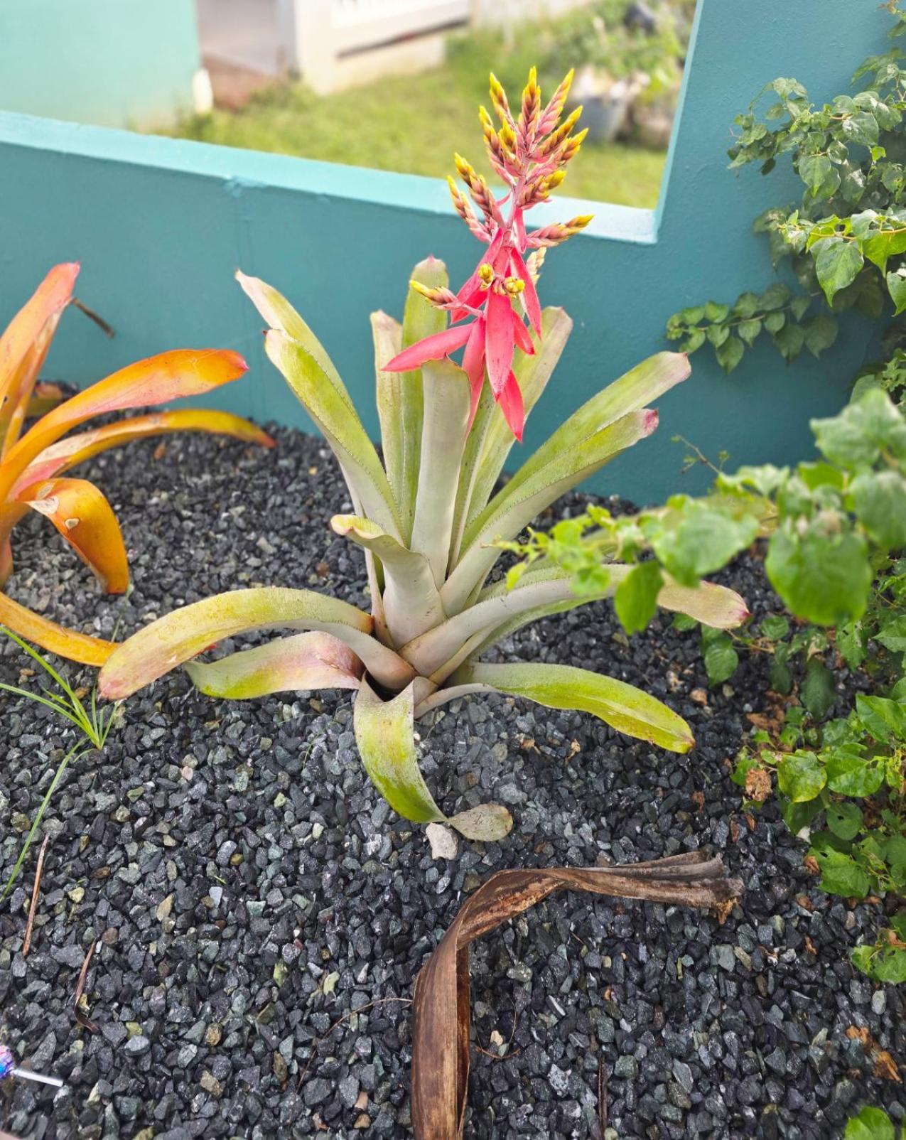 Casa Palmera ベガ・バハ エクステリア 写真